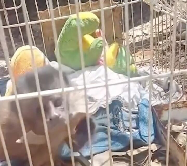 Polícia ambiental resgata filhote de macaco-prego com suspeita de febre amarela em SP; VEJA VÍDEO