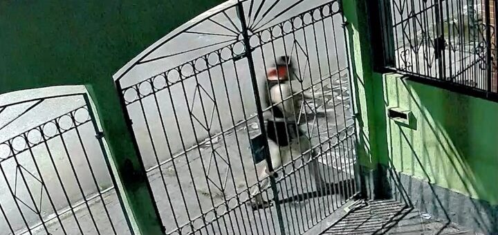 Mulher rouba cachorra de raça em casa em SP e família mobiliza buscas; VEJA VÍDEO