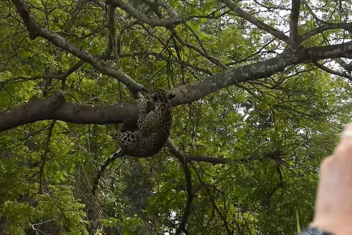 Onça-pintada se exibe para turistas e cai de árvore no Pantanal