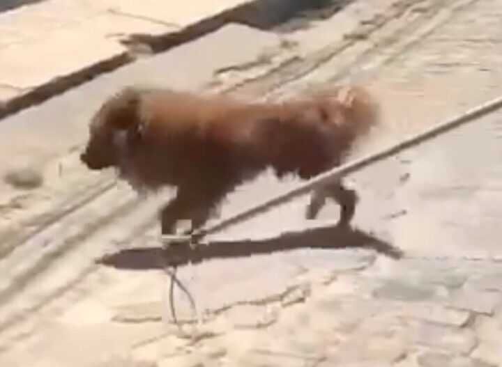 Homem viaja e abandona cachorro do lado de fora de casa em Alagoas, animal foi resgatado; VEJA VÍDEO