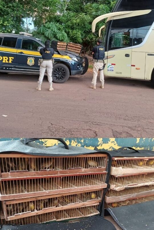 PRF Apreende 265 Canários-da-Terra em Ônibus na BR-070