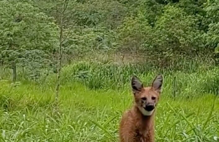 Lobo-Guará surpreende em campus universitário e viraliza nas redes sociais; VEJA VÍDEO
