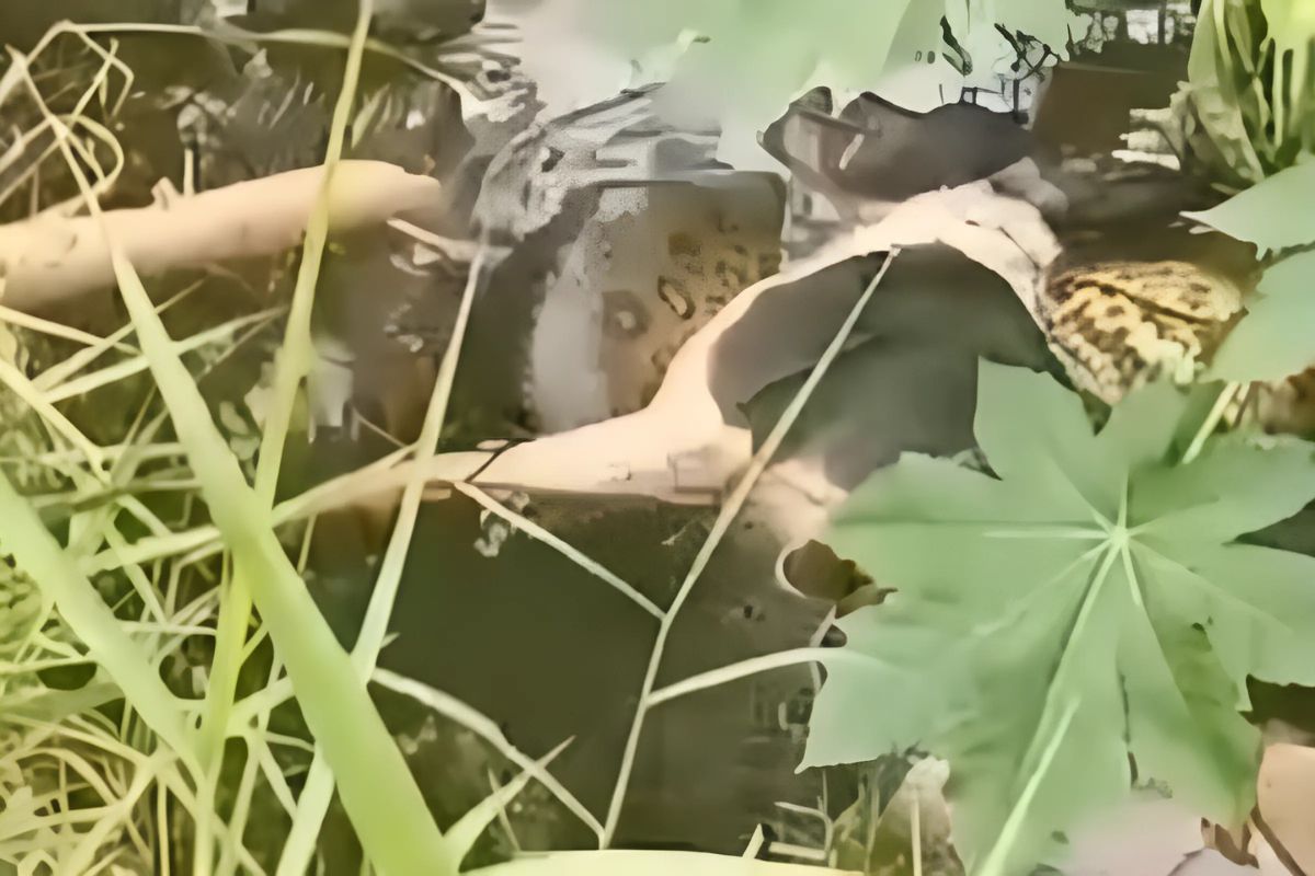 Sucuri é encontrada se alimentando de cachorro em Cuiabá