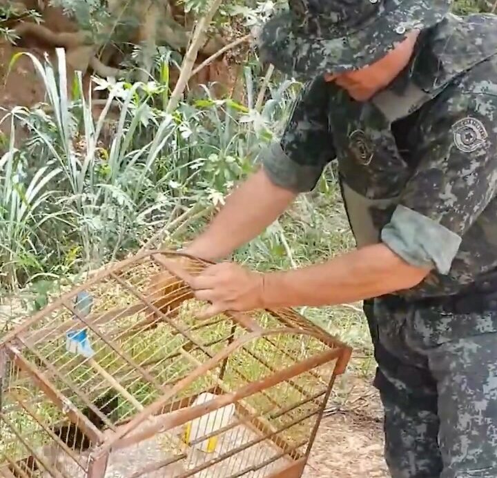 Homem é multado e aves silvestres são libertadas pela polícia ambiental em SP; VEJA VÍDEO