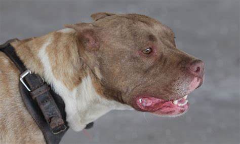 Pastor Belga Heroico Salva Família de Ataque de Pitbull