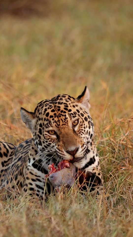 bugio vira banquete para a onça Aroeira no Pantanal de MS