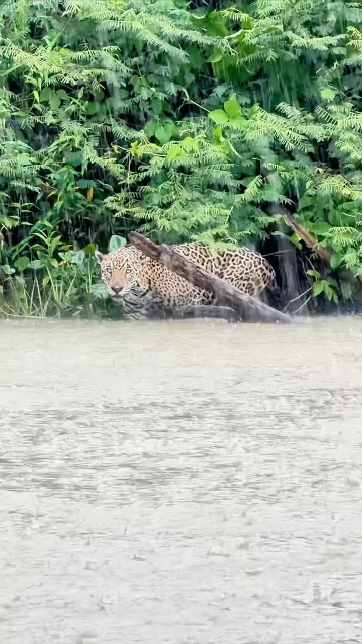 onça Sophia caçando sob a chuva em Porto Jofre