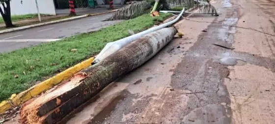 Motorista embriagado causa estragos após invadir canteiro