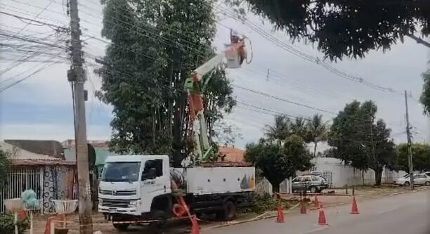 Moradores temem queda de árvore com fios de alta tensão no DF; VEJA VÍDEO