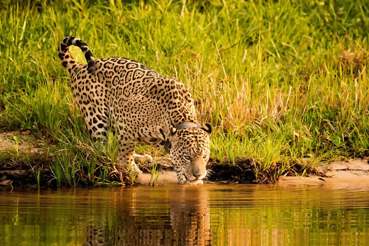 Onça-pintada "Ousado" Resgata Esperança no Pantanal