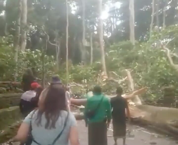 Queda de árvore em santuário na Indonésia mata duas turistas e fecha Floresta dos Macacos; VEJA VÍDEO