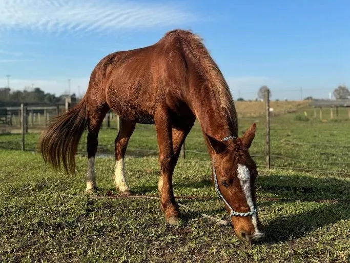 Porto Alegre inaugura monumento em homenagem aos heróis da enchente e cavalo caramelo encontra novo lar na Ulbra; VEJA VÍDEO