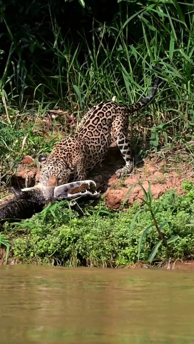 Onça-pintada "Medrosa" Realiza Salto Extraordinário de 8 Metros