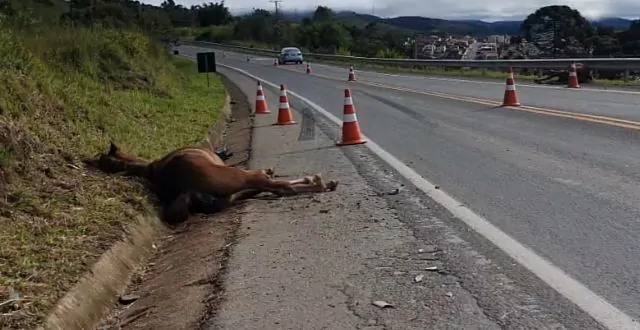 Cavalos invadem rodovia em São Paulo e causam acidente; VEJA VÍDEO