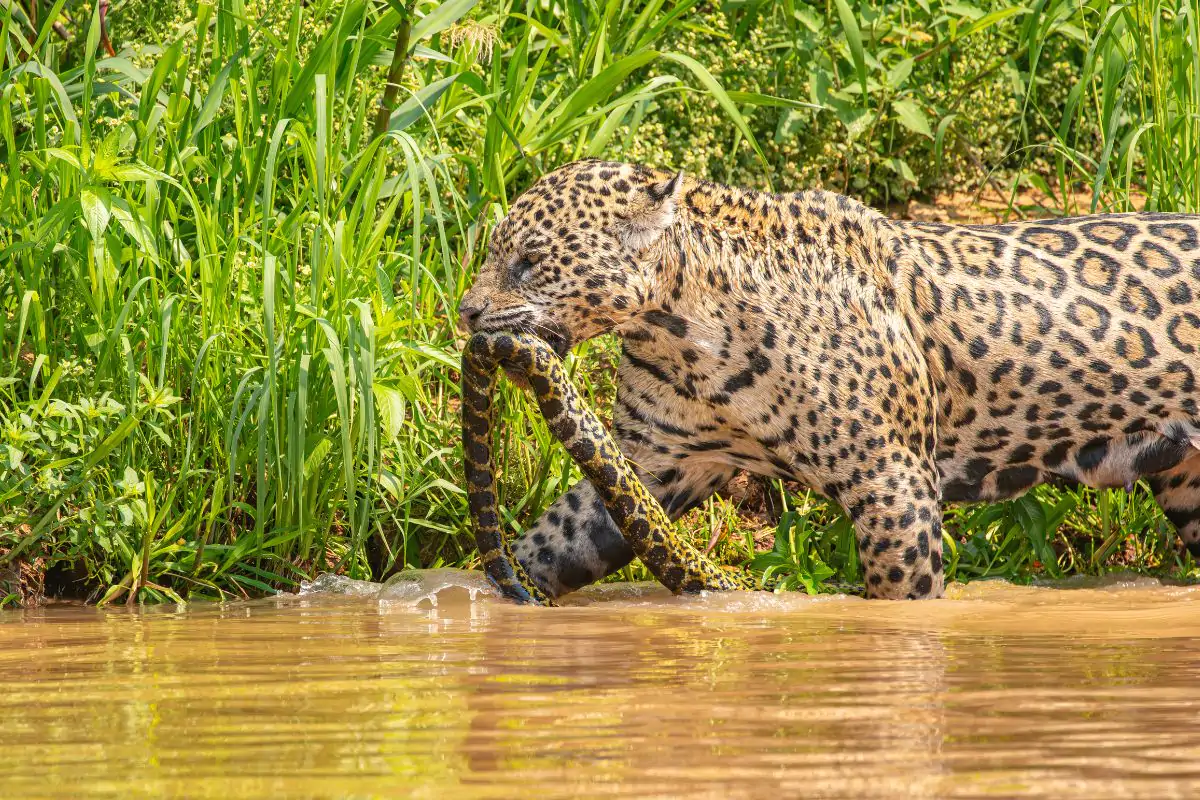 Onça-pintada enfrenta Sucuri-Amarela no coração do Pantanal