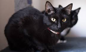 Mulher é indiciada por maus-tratos após expulsar gata de prédio no DF; VEJA VÍDEO