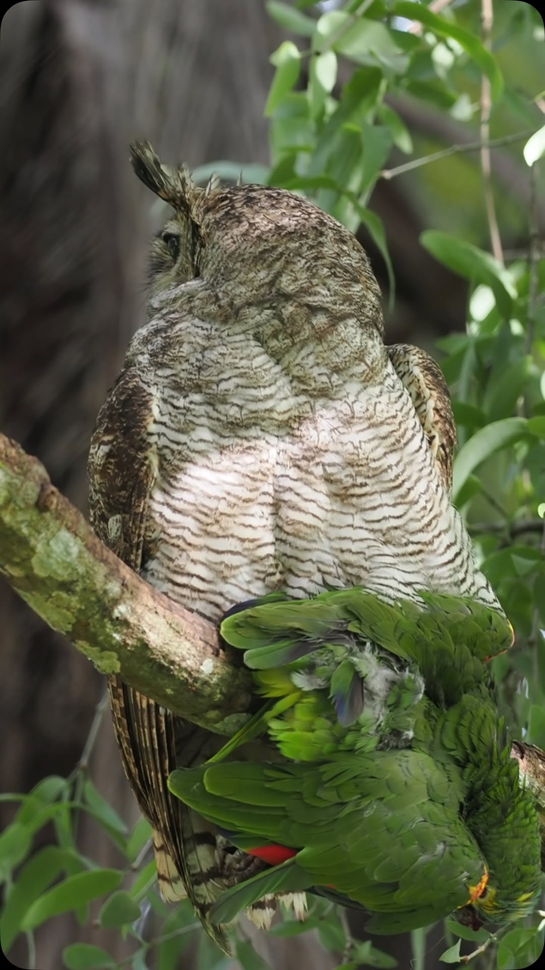 Coruja é flagrada caçando papagaio em plena luz do dia