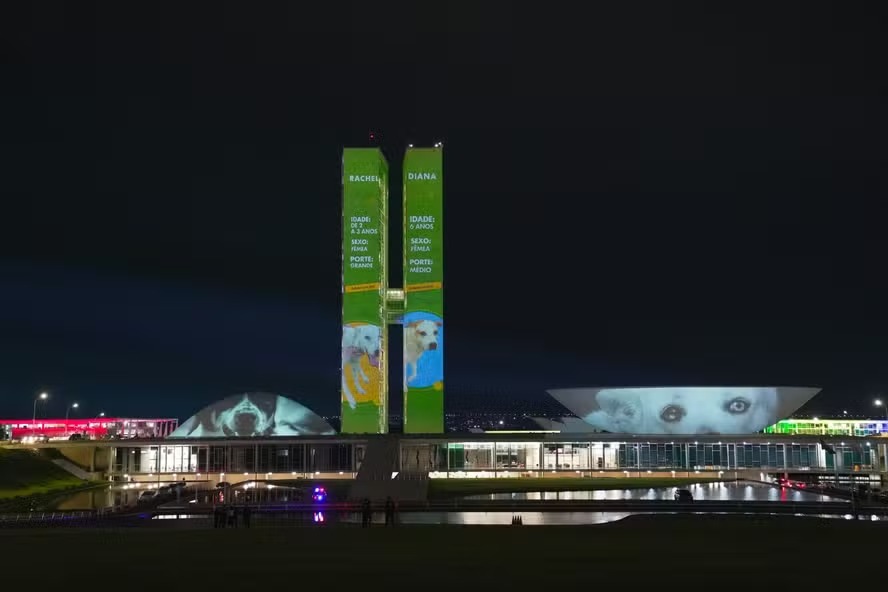 Especialistas destacam que a castração ajuda a reduzir a reprodução descontrolada, diminuindo o abandono.