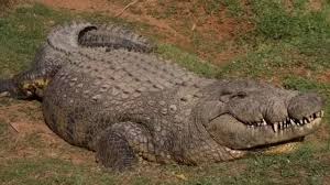 Henry, o crocodilo mais velho do mundo, celebra 124 anos com histórias impressionantes; VEJA VÍDEO