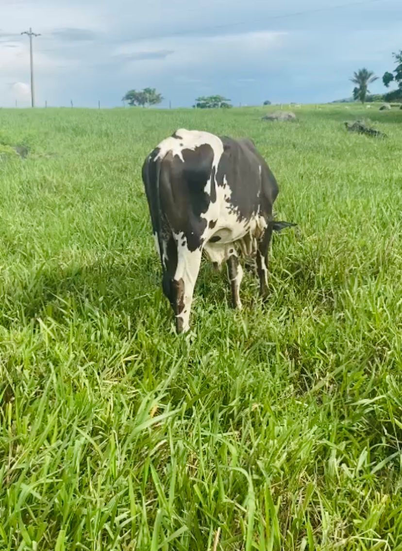 Boi é arrastado por correnteza e reaparece vivo em MT