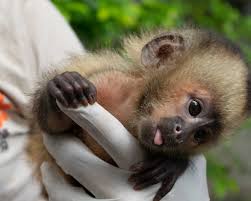 Apreensão da macaca Anne expõe tráfico e tragédia familiar, diz Ibama; VEJA VÍDEO