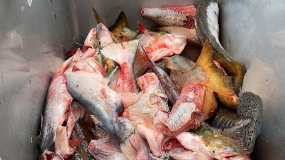 PM Ambiental apreende tarrafas, redes, arma de fogo e freezer com pescado