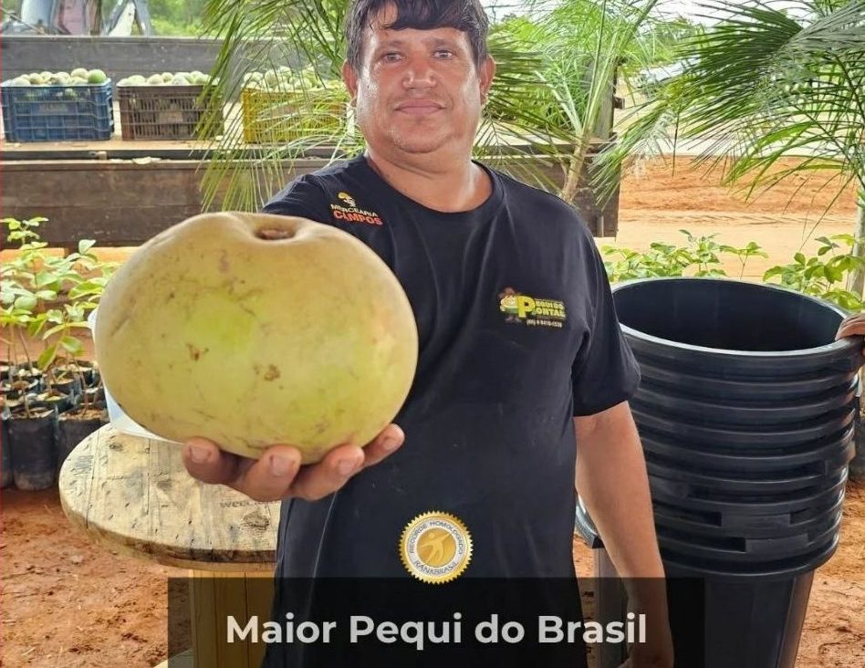 Maior Pequi e Panela de Arroz do Brasil