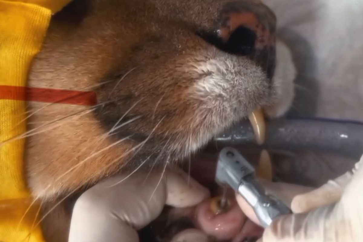 Onça-Parda Recebe Prótese Dentária e Retoma sua Vigorosa Caçada