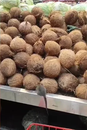 Flagrante de Ratos e Baratas em Supermercado de Vicente Pires