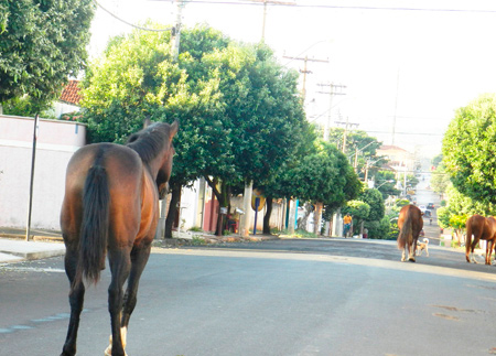 Cavalos e Vacas Transformam Ruas em Pasto