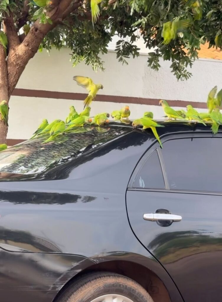 Periquitos Transformam Carro em Atração em Rondonópolis