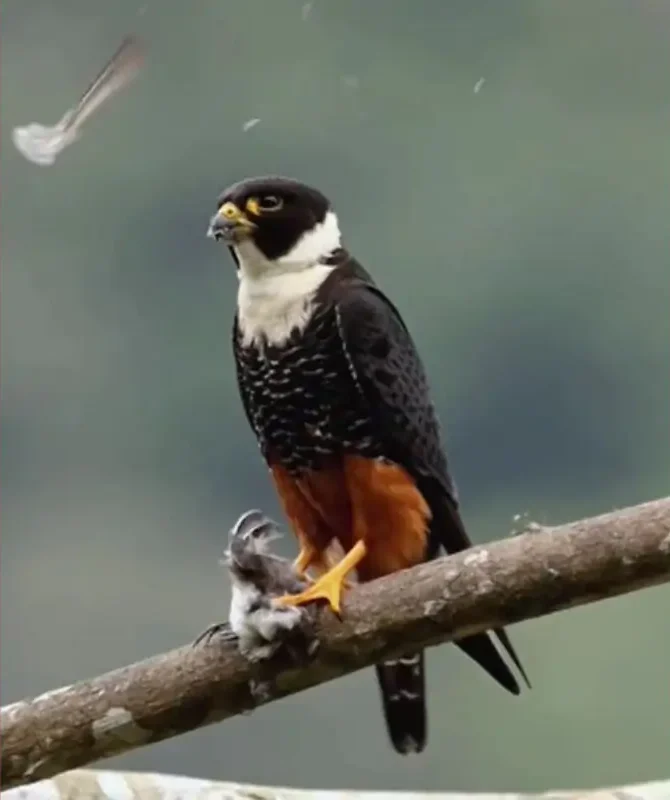 Vídeo Flagra Falcão Cauré em Momento de Caça
