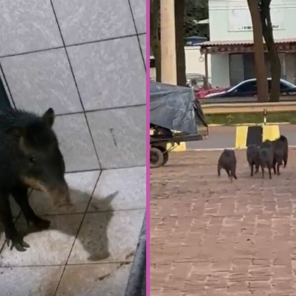 Porcos-do-Mato Invadem Comércio e Provocam Risadas e Surpresa