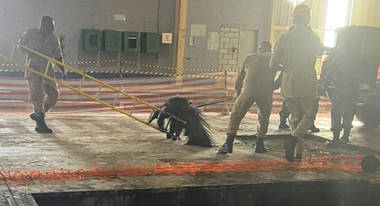 bombeiros salvam tamanduá-bandeira de vala em Cuiabá