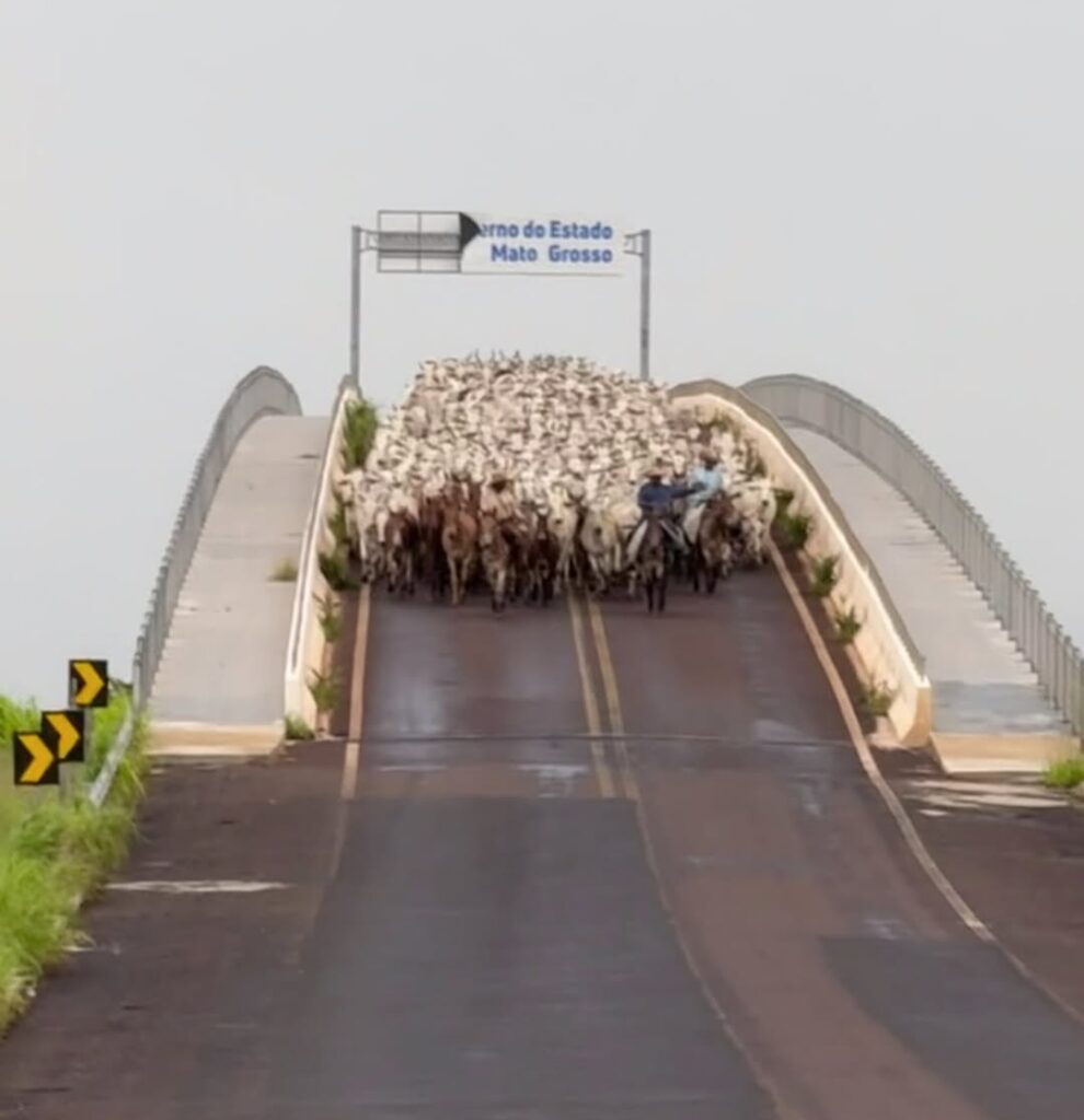 Boiada e peões protagonizam cena única na Ponte
