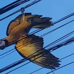 Arara Fica Presa em Fios e é Salva em Operação dos Bombeiros
