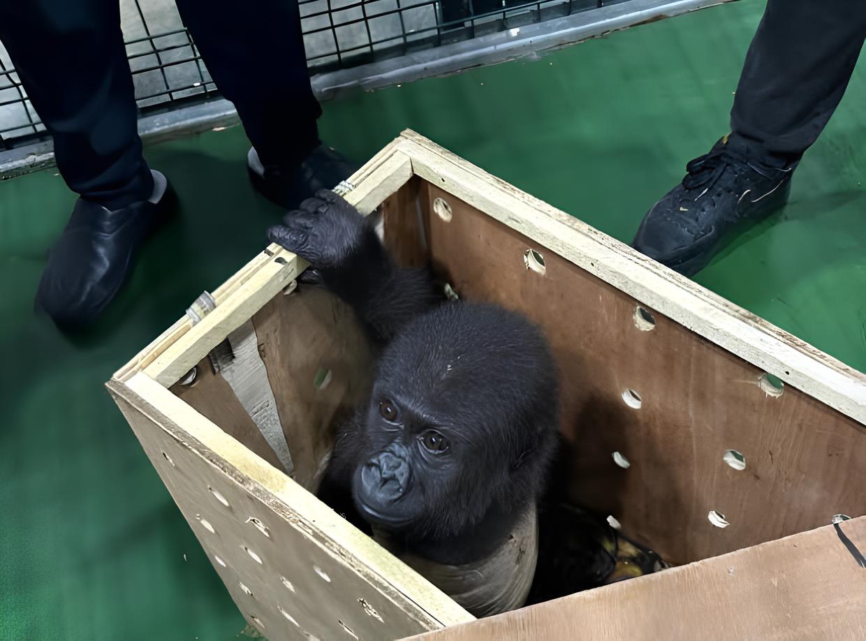 Polícia Resgata Filhote de Gorila em Operação Secreta