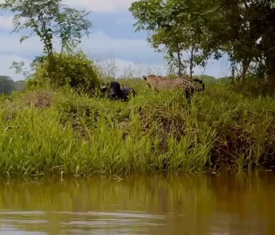 Onça-Pintada Enfrenta Dois Búfalos no Pantanal