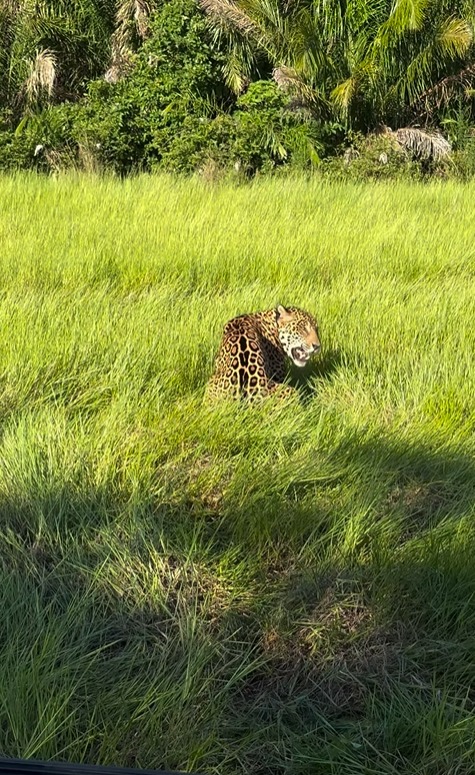 Casal de Onças-Pintadas Acasala Diante de Turistas no Pantanal