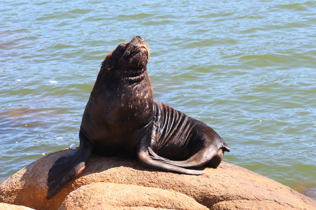 Leão-Marinho perdido surpreende banhistas em Praia de Salinas, RS; VEJA VÍDEO