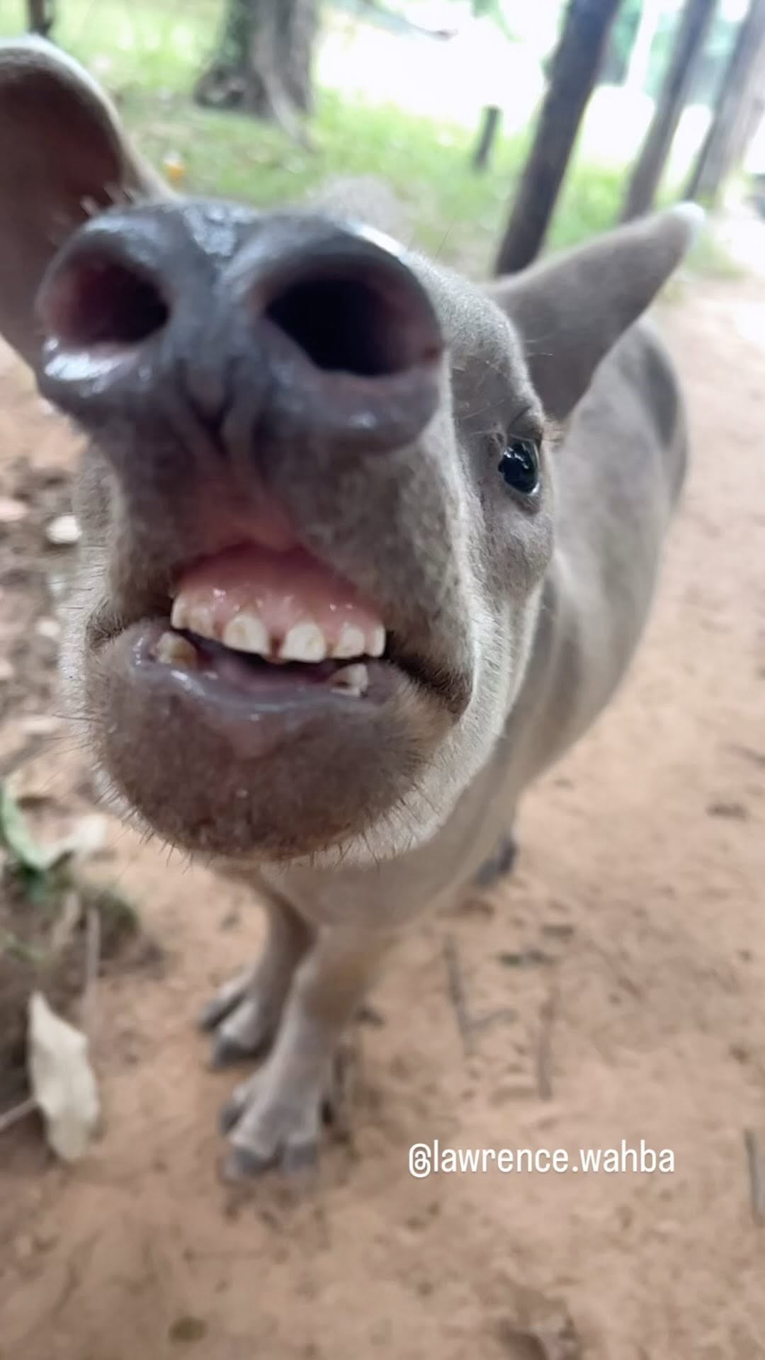 Anta sorri para câmera e cena viraliza destacando a fauna de MT