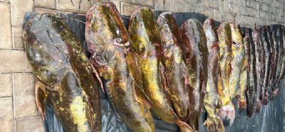 Apreensão de 250 kg de Peixes Ilegais Alerta para Pesca Predatória