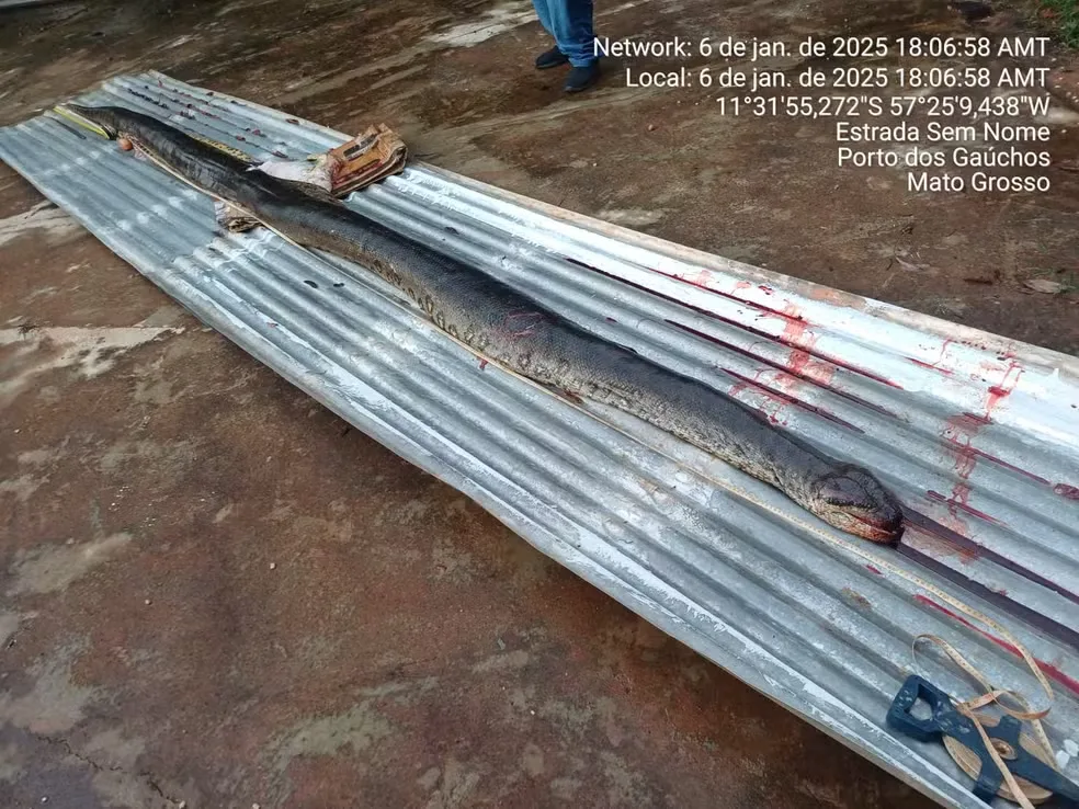 Sucuri de 5,57 Metros Atropelada em Rodovia de MT