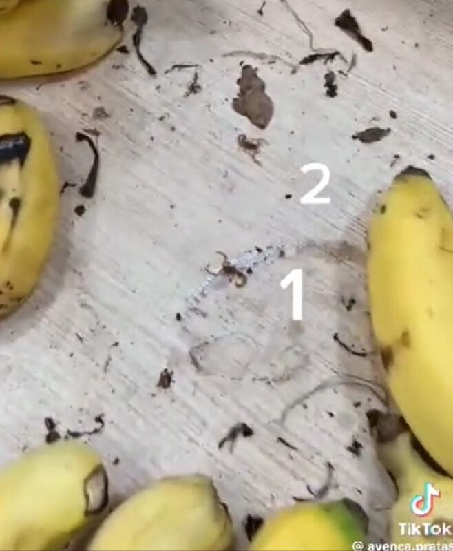 Homem é Picado por Escorpião em Supermercado