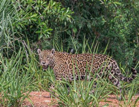 Sinop se torna palco de avistamento incrível de onça-pintada