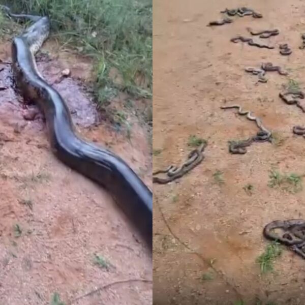 Sucuri grávida aparece morta em Mato Grosso