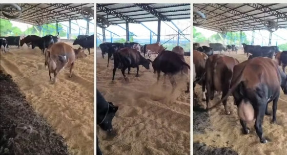 Como Um Toque de Conforto Transformou a Pecuária Leiteira em Goiás