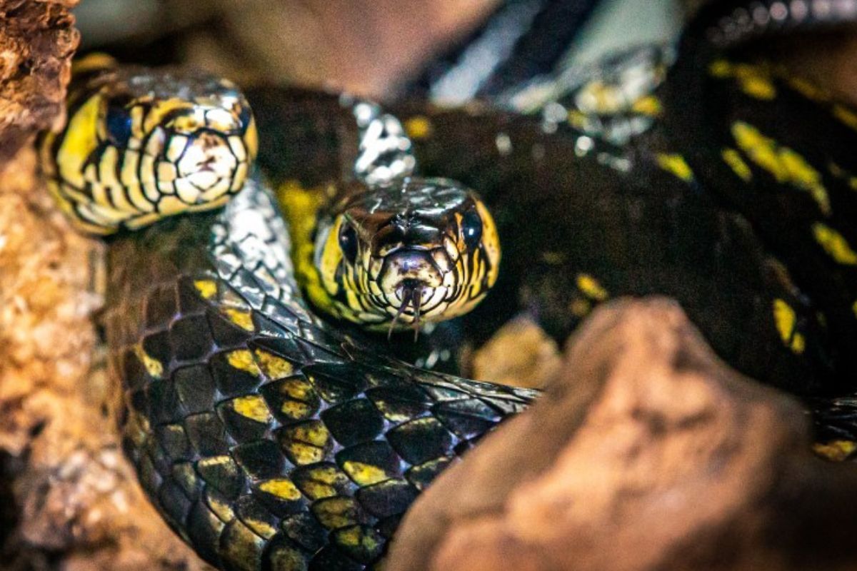 Cobra Caninana Aparece em Locadora e Causa Alvoroço