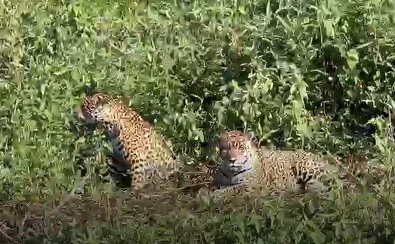 Família de Onças-Pintadas é Avistada Próxima a Área Urbana de Cáceres