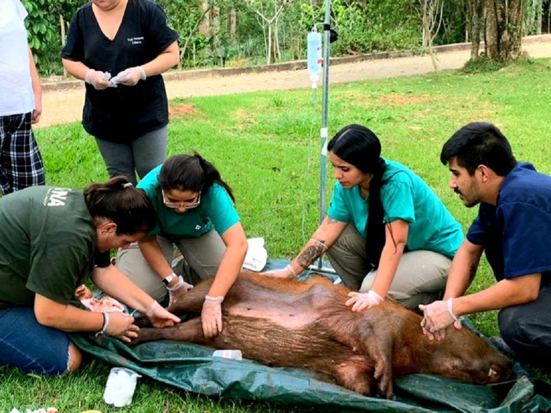 Resgates de capivaras em Brasília mobiliza Polícia Ambiental; VEJA VÍDEO
